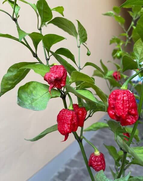 Carolina Reaper